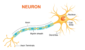 Neurons are typically classified into three types based on their function. Explainer What Is A Neuron Science News For Students