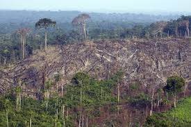 Deforestation In Costa Rica Has A Serious Impact On The Environment And Therefore May Directly Or Indirectly C Deforestation End Of The World Natural Landmarks