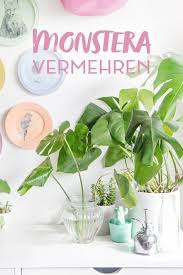 Diy Pflanzenliebe Monstera Vermehren Monstera Diy Plants Container Flowers