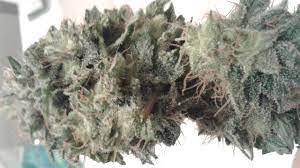 Royal cookies brings the best of cali weed genetics right here to europe. White Cookies Weed Strain Information Leafly