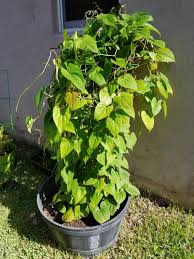 Image result for Dioscorea cayenensis