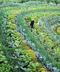 Polyculture Garden Vegetable Garden Design Community Gardening Growing Vegetables