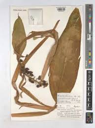 Image result for Psychotria sublyrata