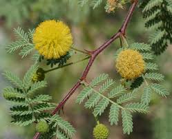 Image result for Acacia goetzei