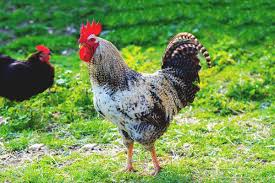 Перевод слова rooster, американское и британское произношение, транскрипция, словосочетания, однокоренные слова, примеры использования. How To Manage An Overeager Rooster And Keep Your Hens Healthy