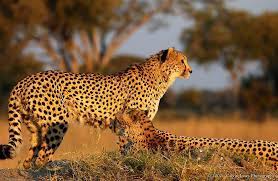 A comprehensive and complete a to z list of africa animals together with information and photos about each of the wild animals of africa. African Animals For Kids List Of 8 African Animals