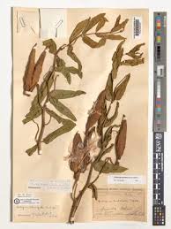 Image result for Pachycarpus eximius