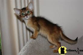 The price of each puppy depends on their family records, lineages, breeding farms as well as appearance (color, shape), etc. Abyssinian Kitten For Sale Abyssinian 12 Yrs And 6 Mths Old