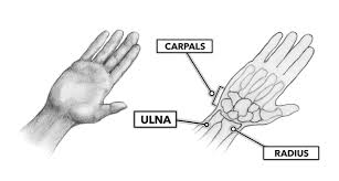 Image result for Normal Anatomic Position of the Hand and Wrist