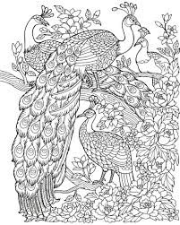 There are three kinds of peacocks: Pin On Peacock Coloring Pages