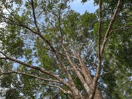 Image result for Dipterocarpaceae