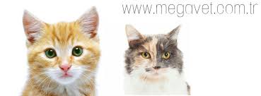 Maltepe Veteriner Acil 7 24 Acik 0216 305 3508