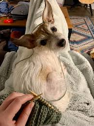 Check spelling or type a new query. She Insists On Laying On My Lap While I Knit Even If It Means She Gets All Tangled Up In My Yarn Casualknitting