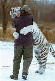 El Tierno Abrazo Entre Un Tigre Y Un Animal El Reencuentro Amazing Animal Pictures Cute Animals Animals Wild