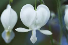 Image result for Dicentra spectabilis alba