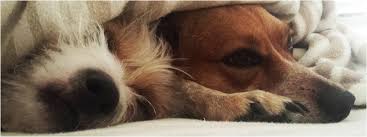 100% of all tips left for paws pet care pet sitters go to them. At Home Pet Care Services At Home Pet Care