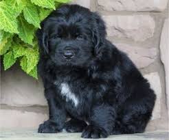 Look at pictures of newfoundland puppies and dogs. View Ad Newfoundland Puppy For Sale Near Ohio Fredericksbg Usa Adn 216264