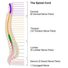 Image result for Spinal Trauma