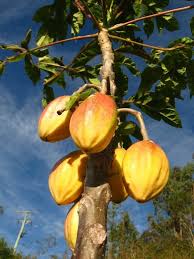 Image result for Vasconcellea pubescens