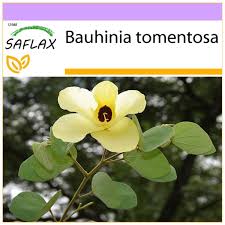 Image result for Bauhinia tomentosa