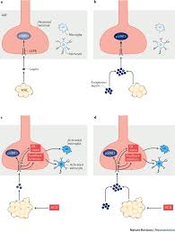 Leptin And The Maintenance Of Elevated Body Weight | Nature Reviews  Neuroscience