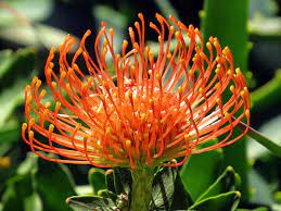 Pin On Flowerly Love Group