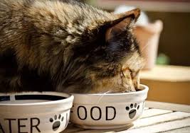 Keju adalah salah satu produk olahan susu yang sangat populer di kalangan manusia. Makanan Kucing Kampung Yang Sehat Dan Anti Ribet Blog Ruparupa