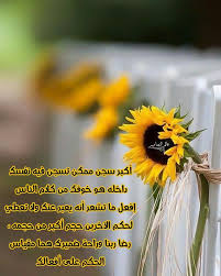 Pin By همسة صورة On تصاميمي Plants Flowers Dandelion