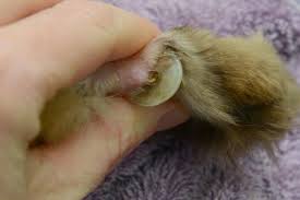 Cat's claw helps to prevent infection of wounds and also stimulates rapid recovery from illness by counteracting additional invaders to system. Nail Clipping Mountain Ranges Veterinary Clinic