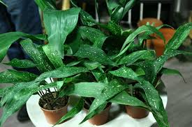 Image result for Kořenokvětka Aspidistra