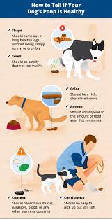 What To Do If Your Dog S Poop Is Black Canna Pet