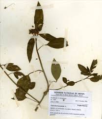 Image result for Euphorbia polycnemoides