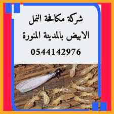 شركة رش حشرات بالمدينة المنورة 0544142976 افضل شركة مكافحة جميع انواع الحشرات والقضاء عليها بالمدينة المنورة إذا كنت بحاجة إلى المحافظة cooking recipes food