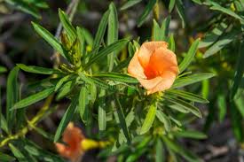 Image result for Cascabela