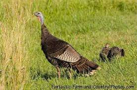 Wild Birds That Look Like Turkeys Wild Turkey Family The Male Turkey Is Called A Tom The Female Is Called A Hen Only Tom Turkeys Gobble Hens Mak Wild Animals Photos Pet Birds Wild Turkey