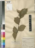 Image result for Triumfetta tomentosa