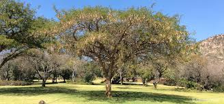 Image result for Acacia sieberiana