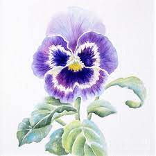 Pin By Mary O Brien On Desert Pansies Art Flower Painting Botanical Art