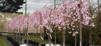 Choose from bare root & containerised with multiple pot sizes available. Weeping Cherry Tree Clearance News Plant Sales Plant Specials Plants Hello Hello Plants Garden Supplies