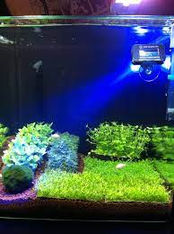 Day 0 With Arcadia High Output Led Spotlight Blue Led Spotlight Arcadia Blue