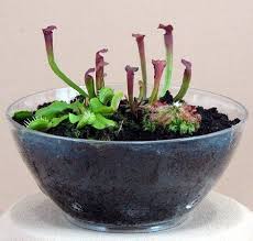 Pin On Venus Flytrap