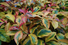 Image result for Pereskia aculeata