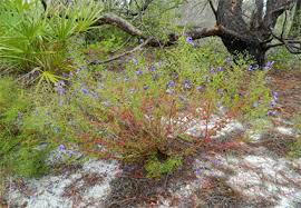 Image result for Crepidorhopalon