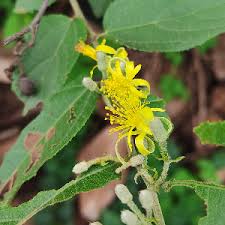 Image result for Grewia flavescens