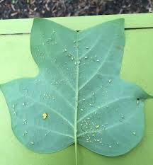 The tulip poplar (liriodendron tulipifera) was designated the official state tree of indiana in 1931 (tennessee and kentucky also recognize tulip the tulip poplar is not actually a poplar tree, but a member of the magnolia family. Aphids And Natural Enemies On Tulip Poplar Nc State Extension