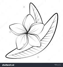 Image Result For Frangipani Line Drawing Flower Drawing Flower Tattoo Drawings Tropical Flower Tattoos