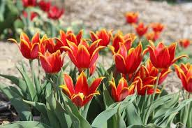 May 03, 2021 · this method prevents possible rotting from extended submersion. How To Grow Better Bulbs The New York Times