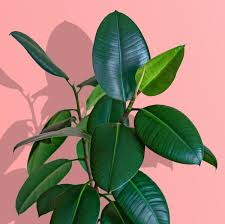 Image result for Ficus elastica