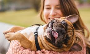 Animais Domesticos E Silvestres Exemplos E Diferencas Escola Kids