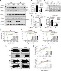 Join facebook to connect with beth levine and others you may know. Disruption Of The Beclin 1 Bcl2 Autophagy Regulatory Complex Promotes Longevity In Mice Nature